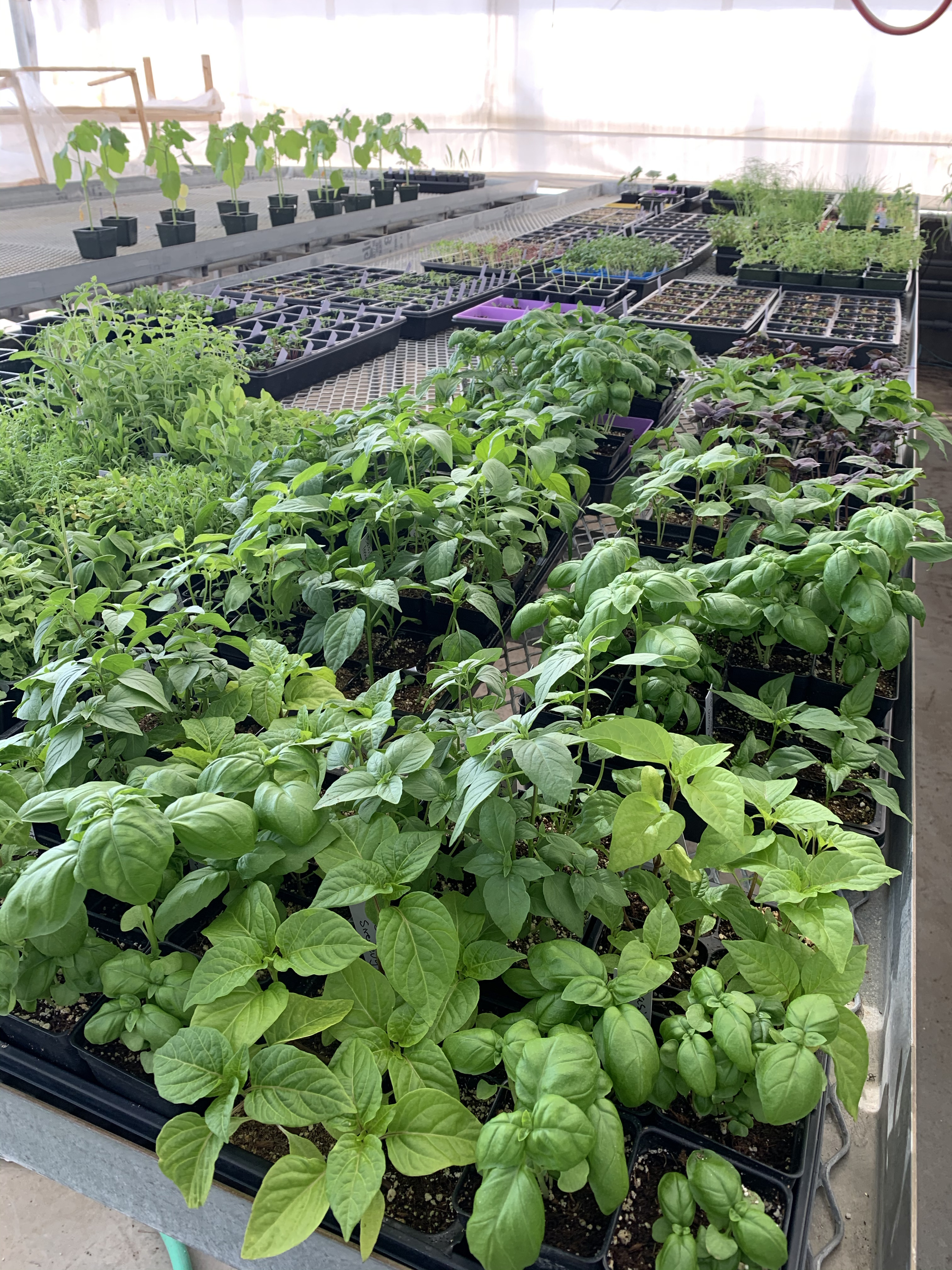 Plant Sale